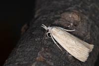 Calamotropha paludella