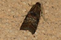 Phycita roborella
