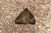 Mesapamea secalella/secalis