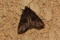 Mesapamea secalella/secalis