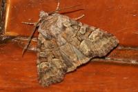 Brachylomia viminalis