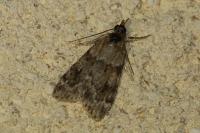 Scoparia ambigualis/basistrigalis