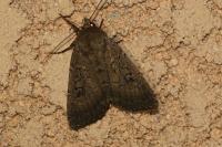 Graphiphora augur