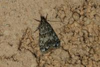 Eudonia lacustrata