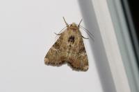 Apamea scolopacina