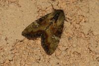 Apamea scolopacina