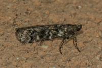 Dioryctria
