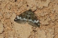Perizoma alchemillata