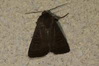 Hoplodrina ambigua