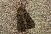Apamea monoglypha monoglypha