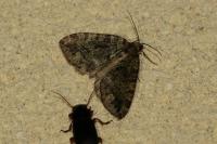 Hydriomena furcata