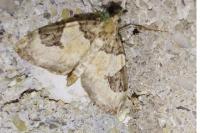 Thera vetustata