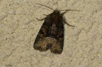 Oligia latruncula