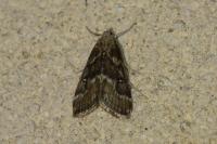 Parapoynx stratiotata