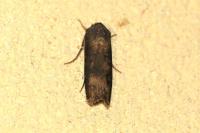 Agrotis ipsilon