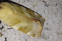 Noctua fimbriata