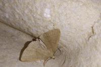 Herminia tarsicrinalis