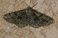 Peribatodes secundaria secundaria