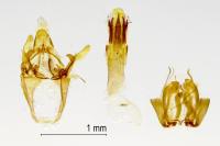 Pempelia palumbella