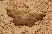 Idaea emarginata
