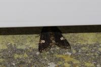 Melanchra persicariae