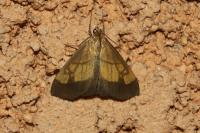 Evergestis limbata