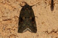 Nycteola revayana