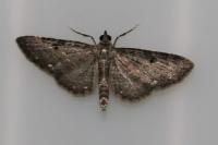 Eupithecia tripunctaria