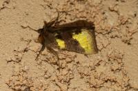 Diachrysia chrysitis