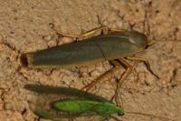 Manulea complana