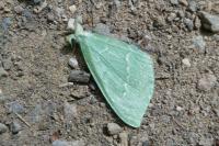 Geometra papilionaria