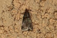 Acrobasis advenella