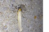 Eilema caniola