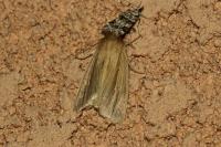 Mythimna impura