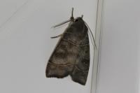 Ipimorpha subtusa
