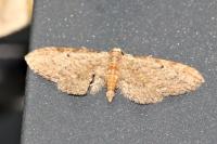 Eupithecia tenuiata