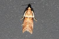 Acrobasis consociella/sodalella