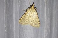 Aglossa pinguinalis