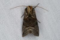 Abrostola tripartita