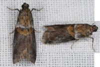 Acrobasis consociella