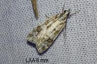 Scoparia pyralella