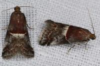 Acrobasis marmorea