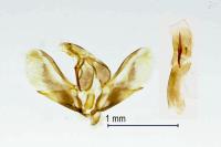 Scoparia pyralella
