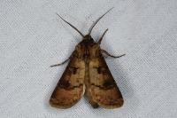 Agrotis clavis clavis