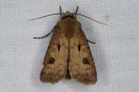 Agrotis exclamationis exclamationis