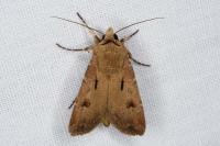 Agrotis exclamationis exclamationis