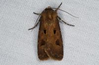 Agrotis exclamationis exclamationis