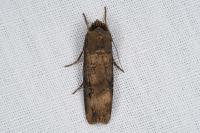 Agrotis ipsilon