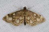 Anania coronata