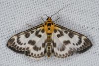 Anania hortulata